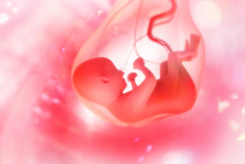 Placenta: desarrollo, estructuras y funciones.
