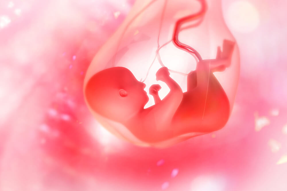 Placenta Desarrollo Estructuras Y Funciones Eres Mamá 