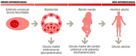 ¿Cómo explicar las células madre a niños?