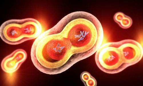 Cómo explicar la mitosis a los niños.