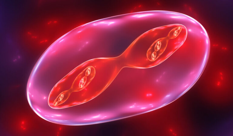 Cómo explicar las fases de la meiosis a los niños