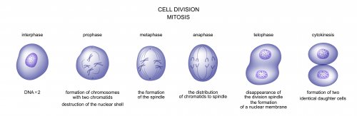 A diagram of cell division.