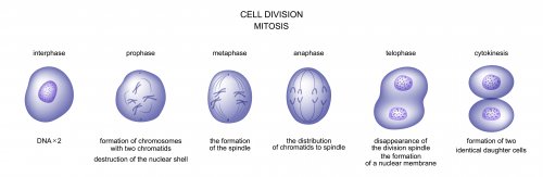 Cómo explicar la mitosis a los niños.