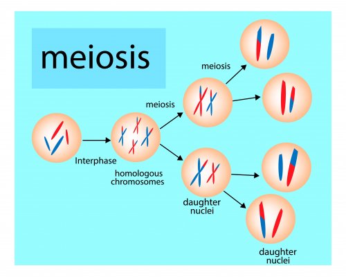 Cómo explicar las fases de la meiosis a los niños.