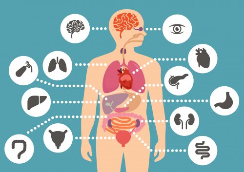Libros para aprender sobre el cuerpo humano