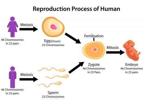 Cómo explicar las fases de la meiosis a los niños.