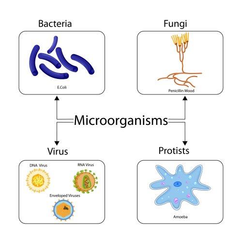 ¿Son los antibióticos eficaces contra los virus?
