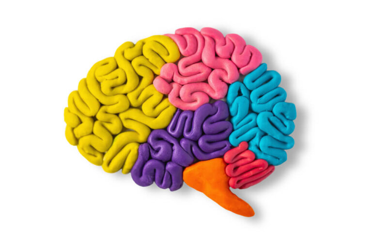 Cómo explicar el funcionamiento del cerebro a niños