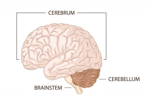 Explicar el funcionamiento del cerebro a niños.