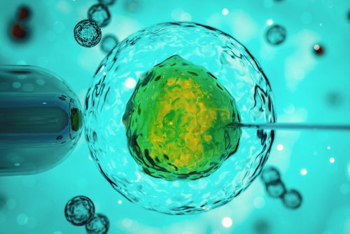 Fecundación in vitro.