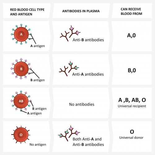 Tabla con los tipos de grupos sanguíneos para explicárselo a los niños