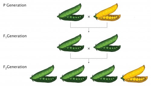 Experimento genético con guisantes para crear las leyes de Mendel.