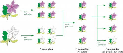 Experimento genético de Mendel.