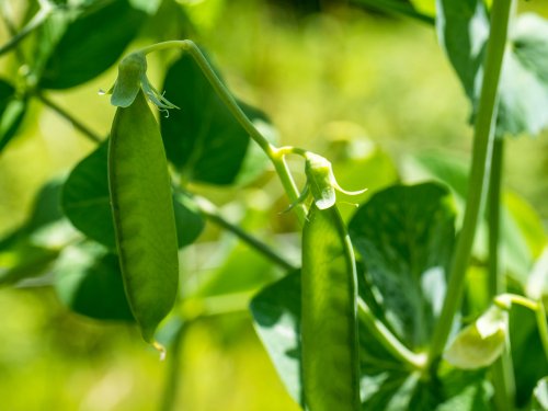 Mata de guisantes.