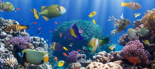 Animales marinos, protagonistas de esta selección de libros infantiles.