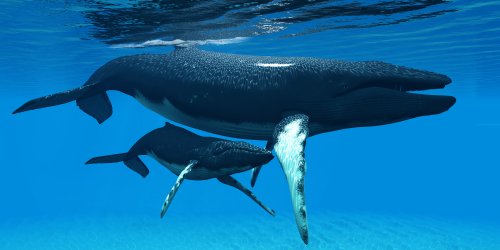 La ballena es uno de los animales marinos que protagonizan estos libros infantiles.