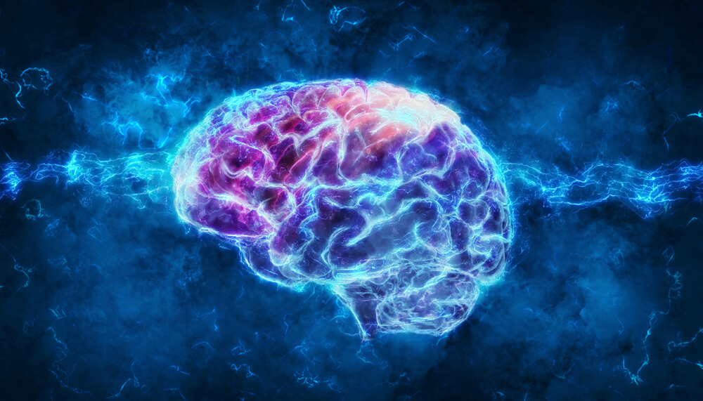 Cerveau.