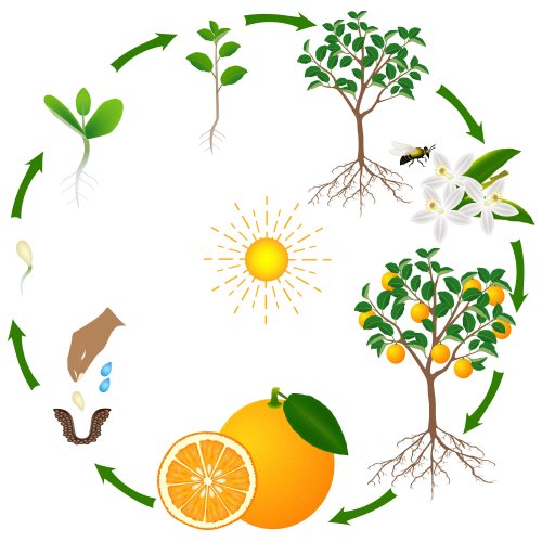 El ciclo de la vida de un árbol explicado para niños.