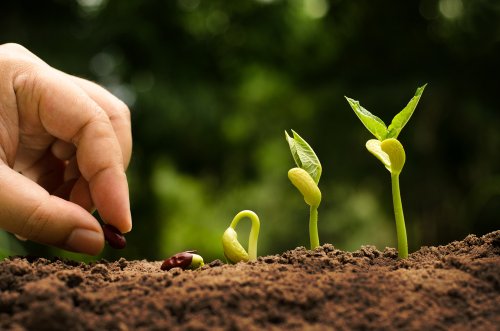 Explicar a los niños el Ciclo de la Vida plantando la semilla de un árbol.