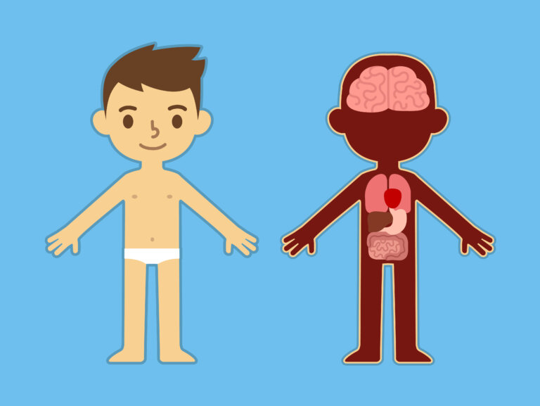 Conoce el cuerpo humano en profundidad