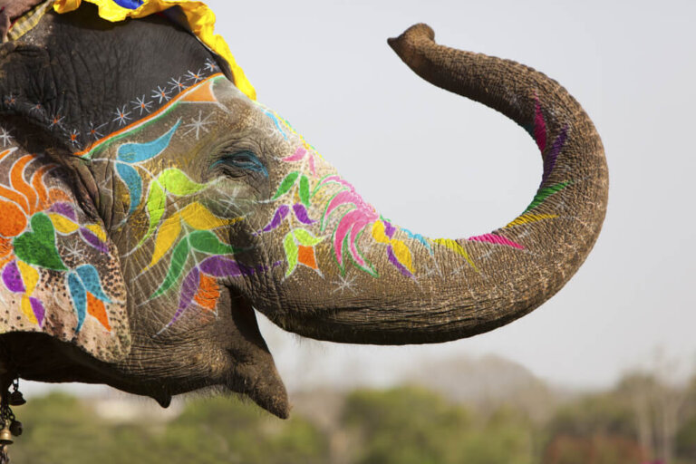 Elmer, el elefante más querido de la literatura infantil