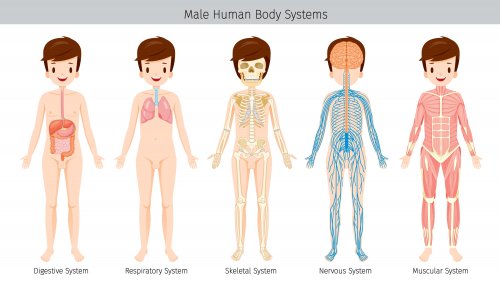 Diferentes sistemas y partes del cuerpo humano.