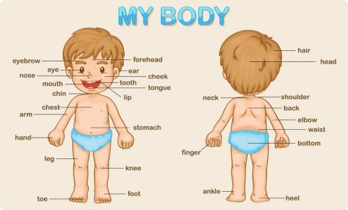 Dibujo de un niño en el que se señalan las partes del cuerpo humano.