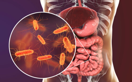 Microbioma intestinal.