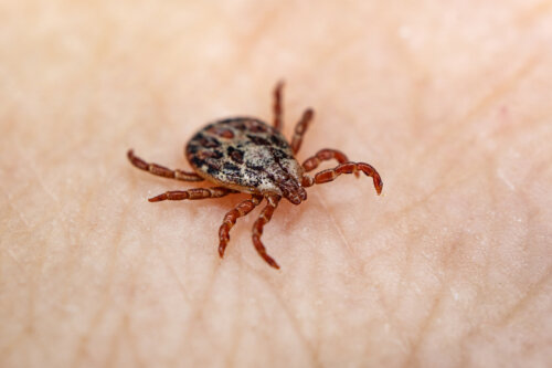 Enfermedad de Lyme: síntomas, causas y tratamiento