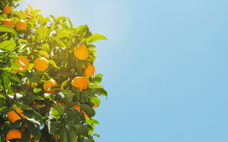 Cómo explicar la teoría del apego con naranjas