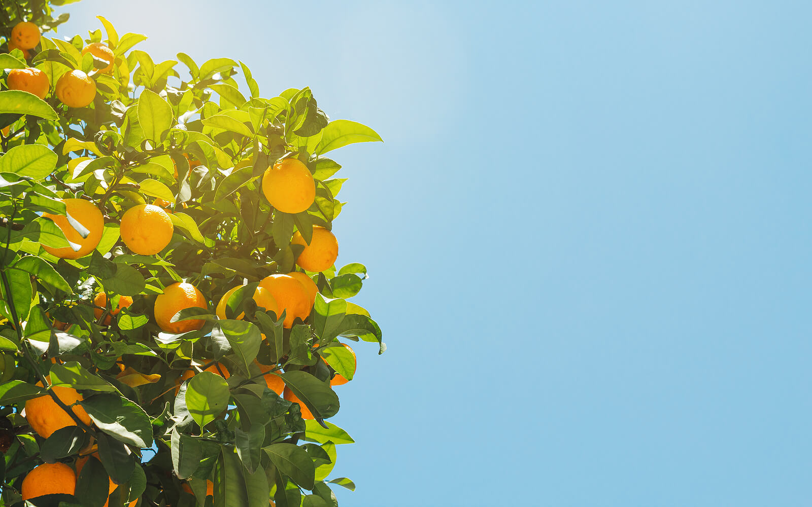 Explicar la teoría del apego con naranjas.