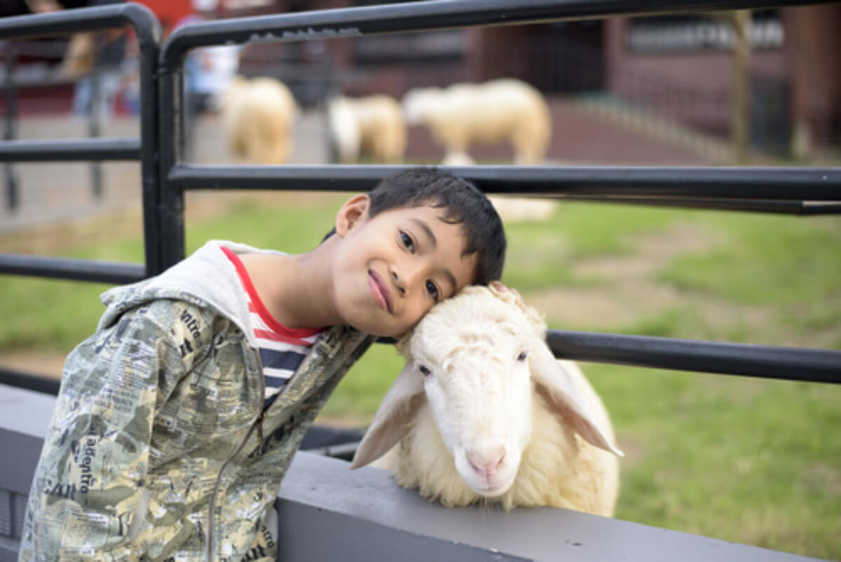Ver animale es una de las cosas que hacen feliz a tu hijo, como este niño, que abraza a una oveja.