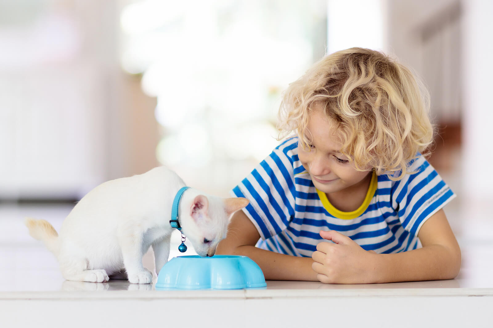 Niño dando de comer a su gato, una de las responsabilidades que puede asumir un niño de 7 años.