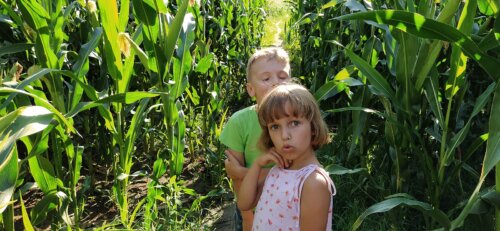 Niños de 7 año jugando entre los campos de maíz.