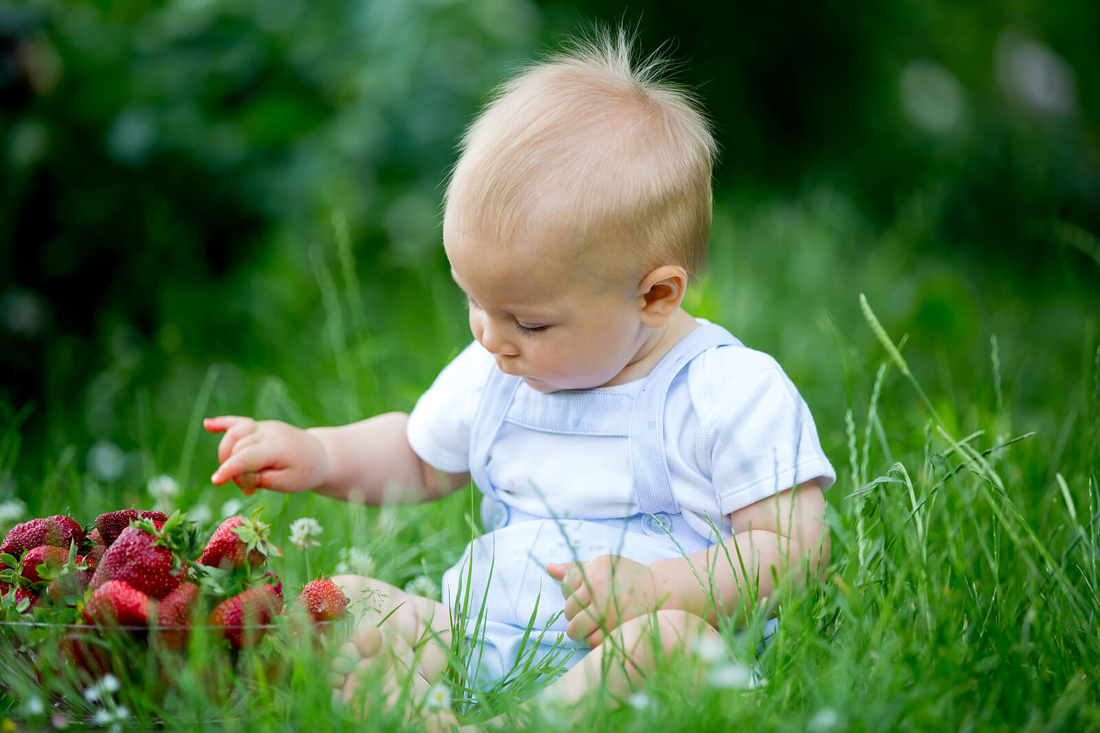 Niño en el campo comiendo fresas.