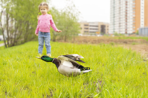 Niña mirando un pato con miedo.