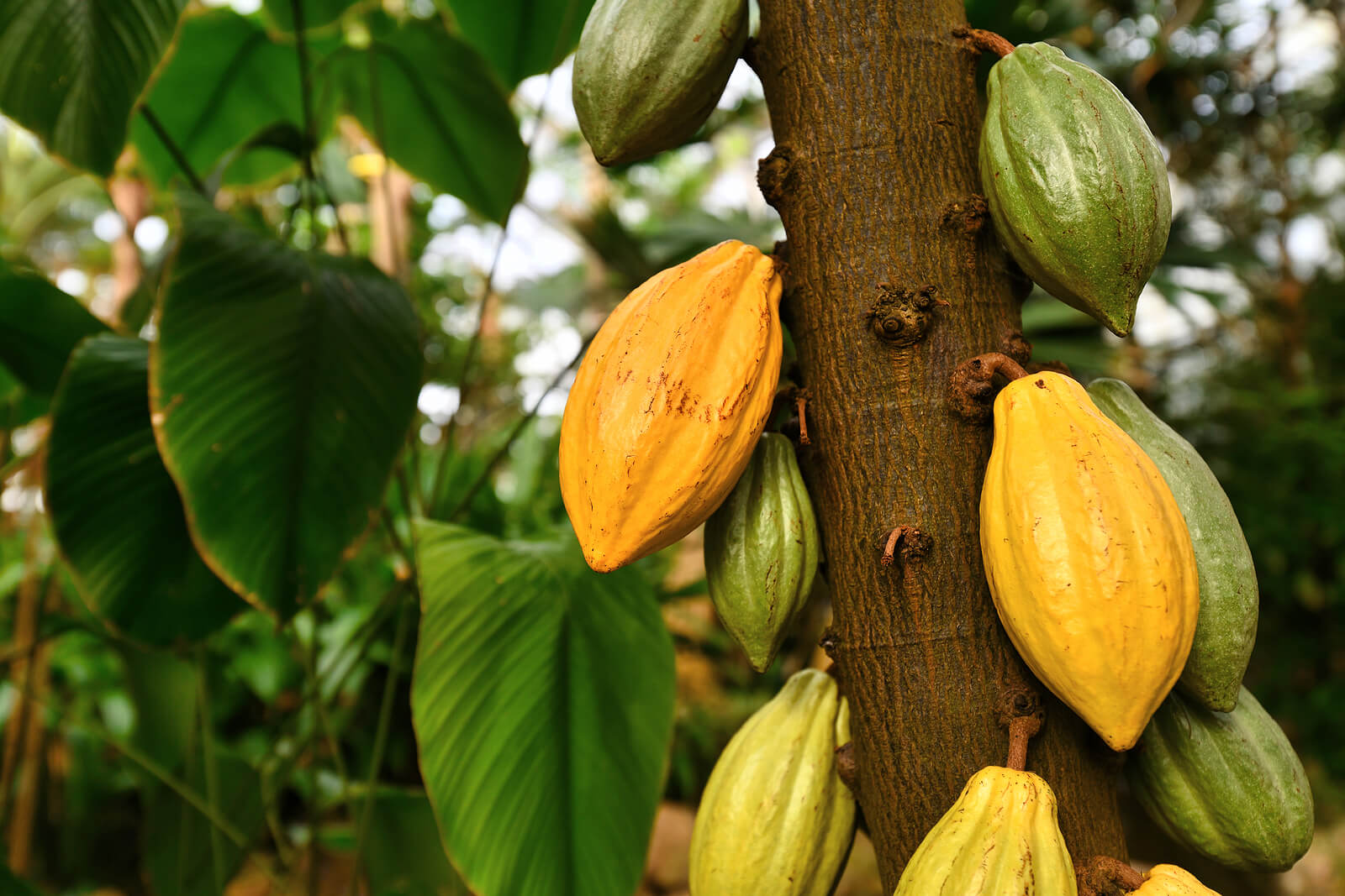 Planta de cacao.