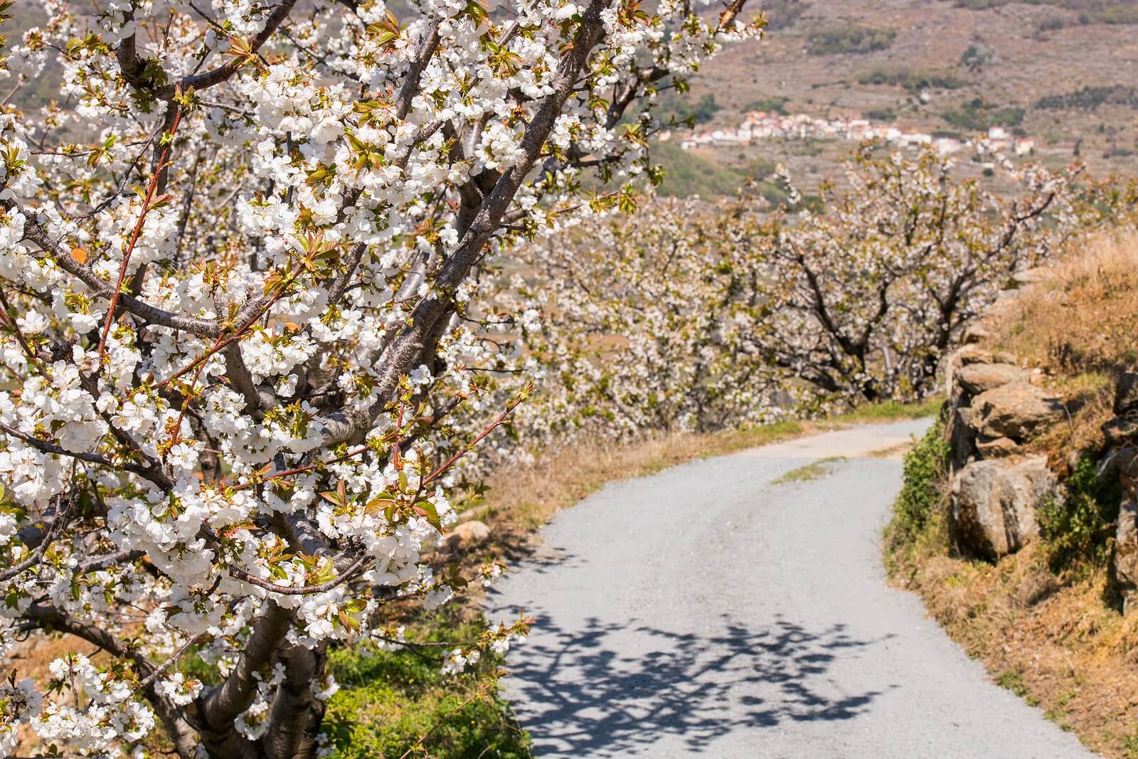 Valle del Jerte con los cerezos en flor para hacer rutas de senderismo.