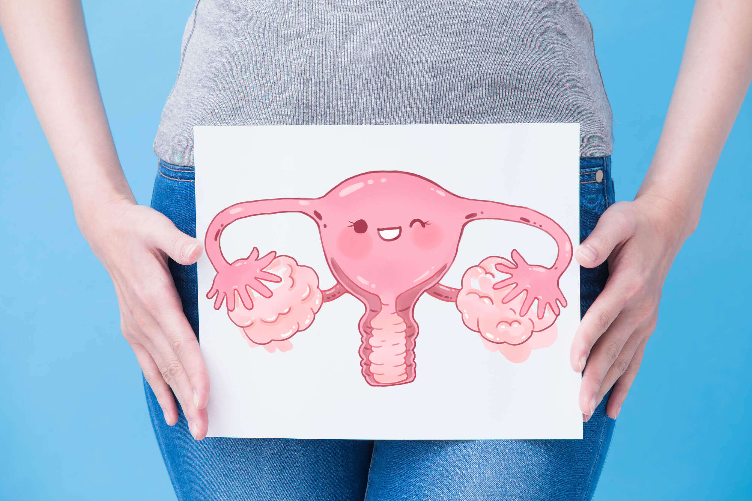 Dibujo del aparato reproducir femenino.