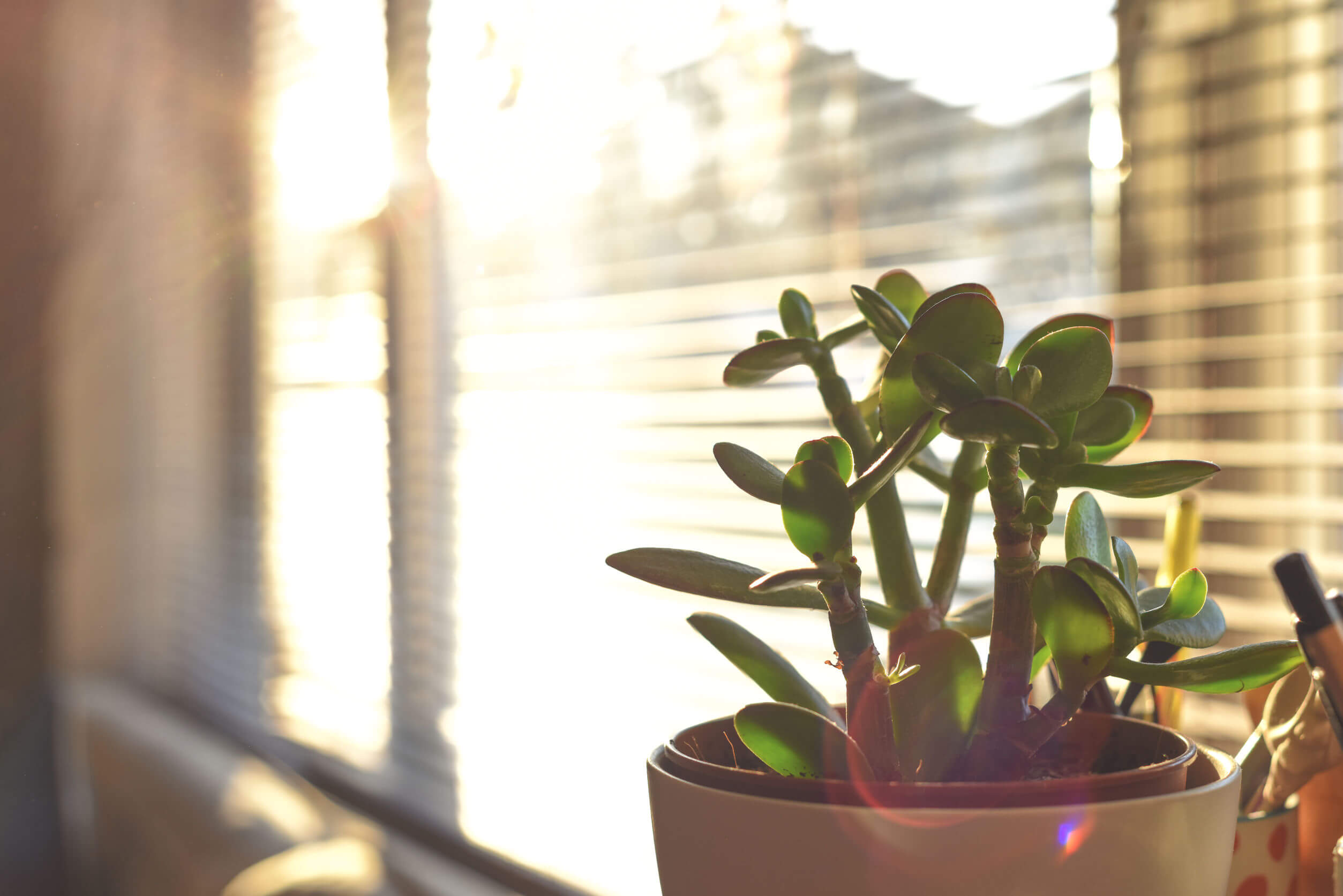 7 plantas para niños fáciles de cuidar