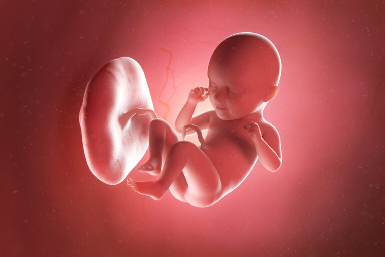 Semana 35 del embarazo: síntomas, desarrollo del bebé y recomendaciones