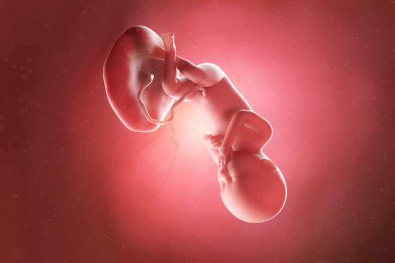 Semana 36 del embarazo: síntomas, desarrollo del bebé y recomendaciones