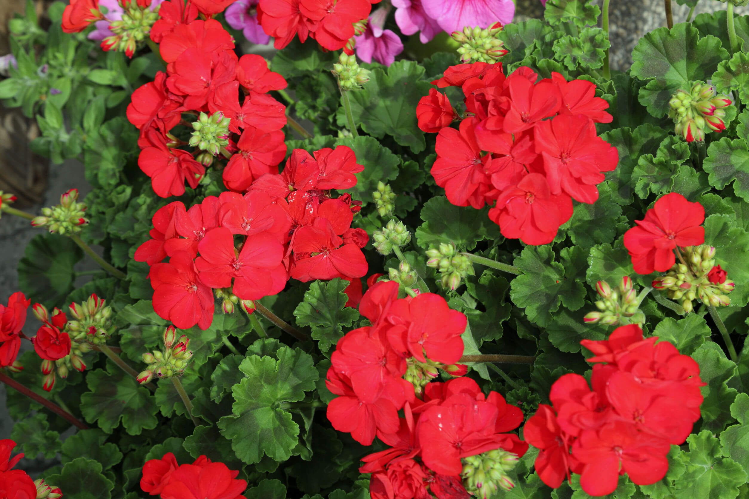 Geranios de colores.