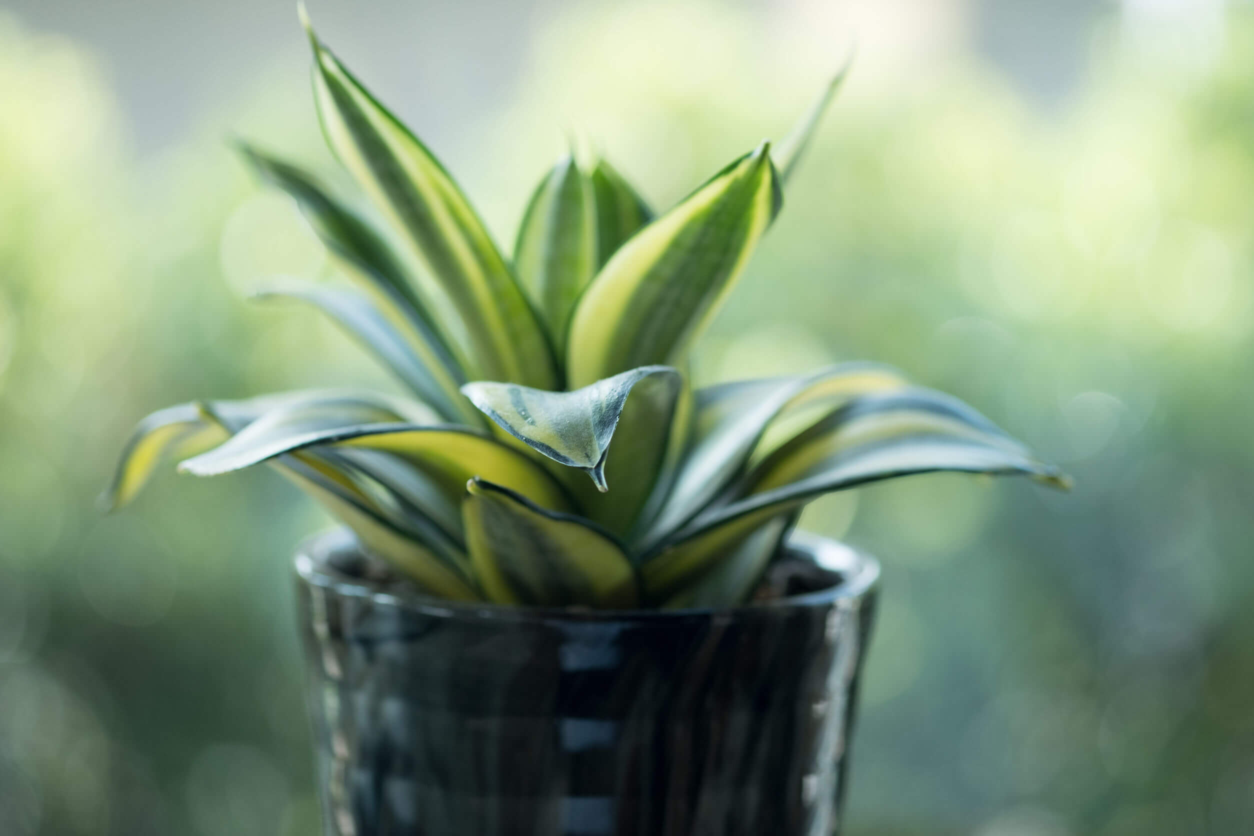 La sansevieria es una de las plantas para niños fáciles de cuidar.