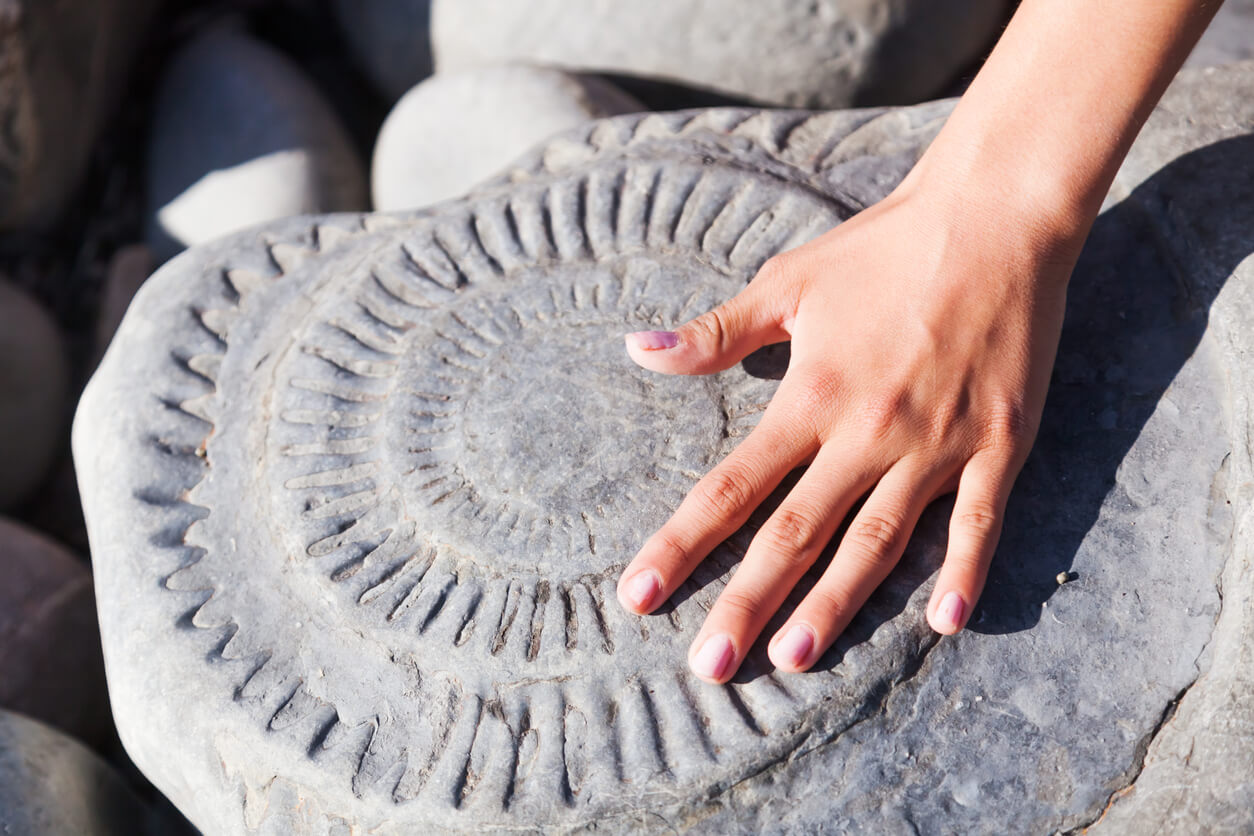 Fossile.