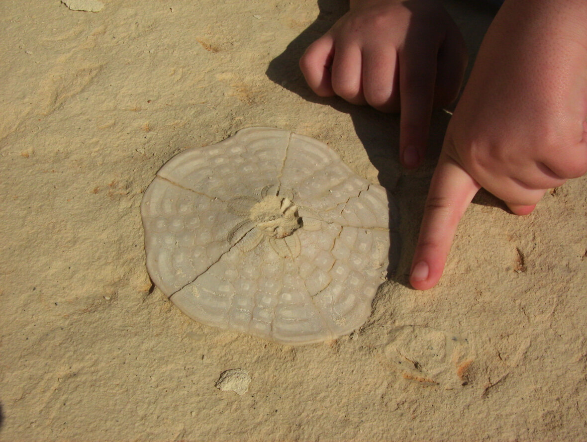 Enfant faisant des fossiles maison.