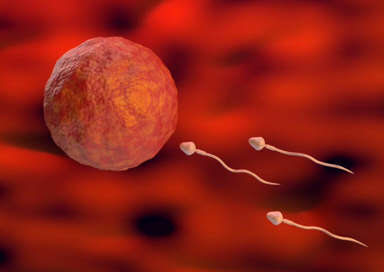 ¿Es posible quedarse embarazada durante la menstruación?