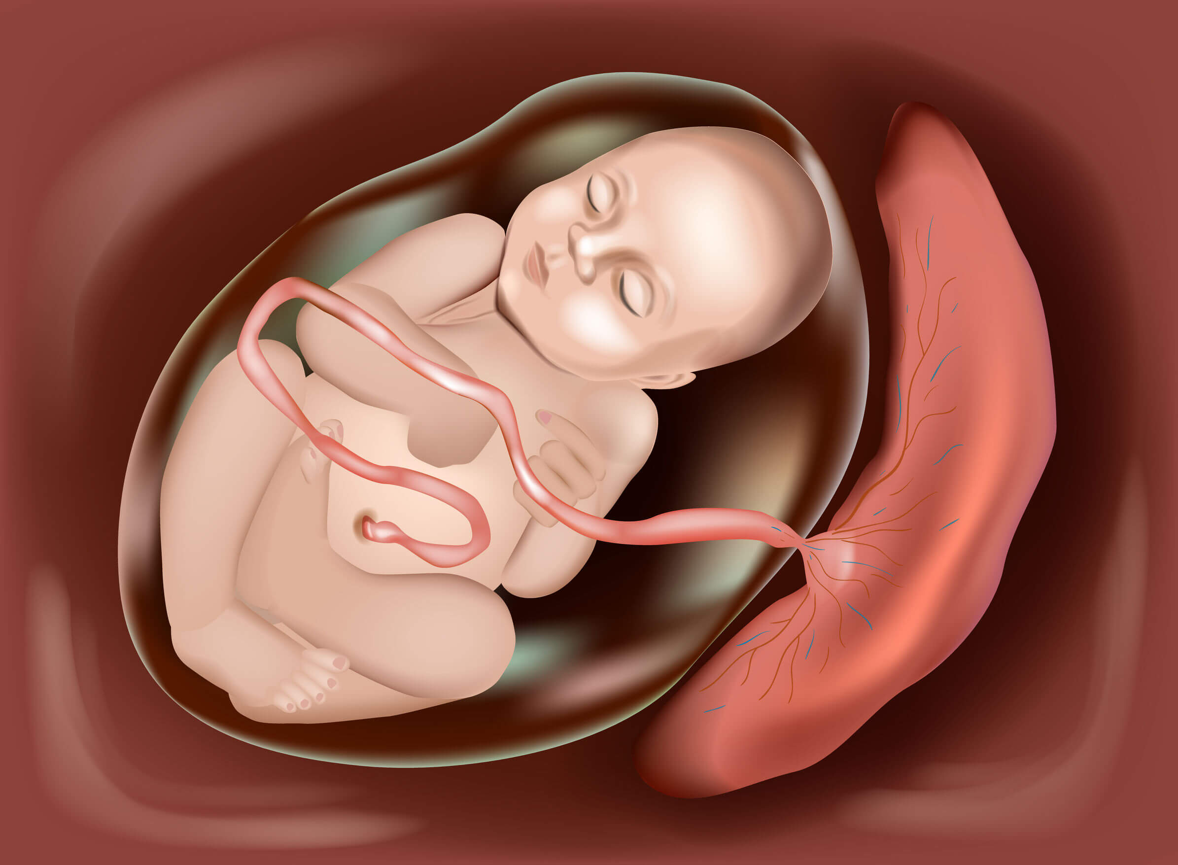 Fœtus au dernier stade de grossesse. 