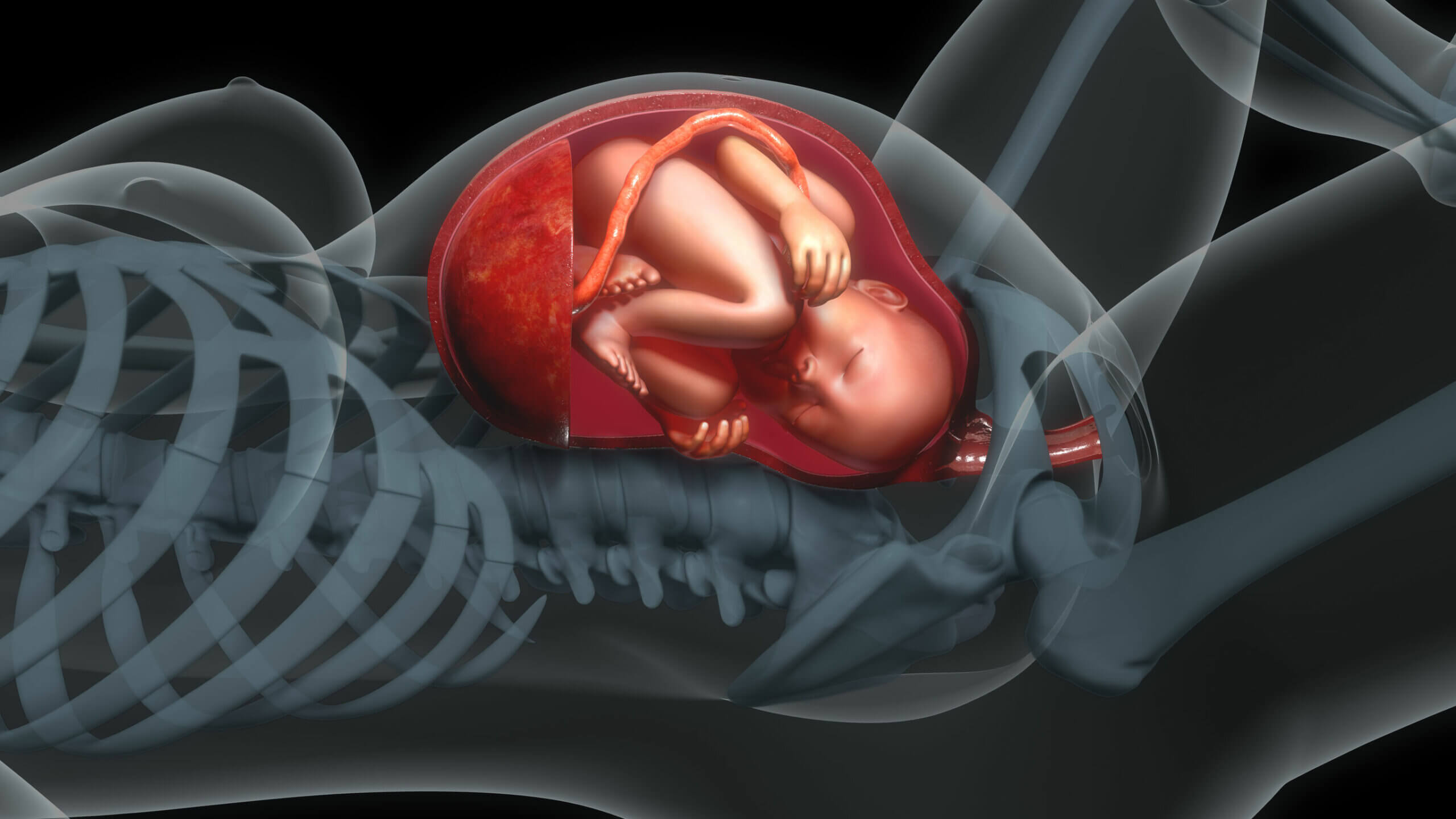 La placenta tiene múltiples funciones.