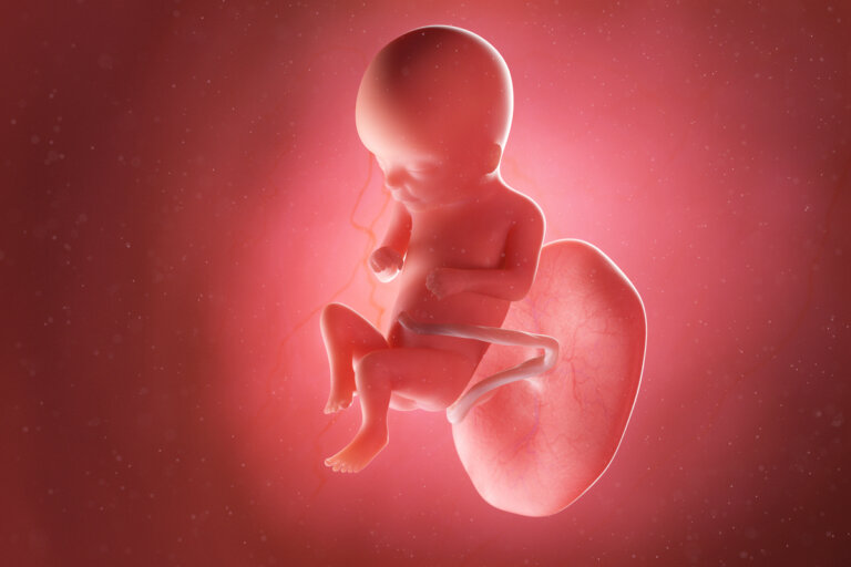 Semana 16 del embarazo: síntomas, desarrollo del bebé y recomendaciones